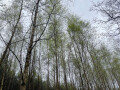 Trees, Sherwood Pines, Nottinghamshire